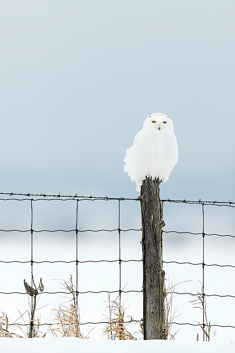 Male Snowy Owl Perched on a Fence Post by Mark Harrington Male Snowy Owl Perched on a Fence Post by Mark Harrington